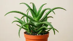 Come curare l’aloe vera in casa: guida semplice per averla verde e compatta tutto l’anno